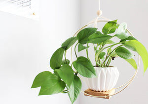 12 Inch Plant Hanger